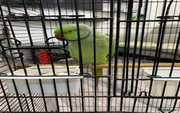 Ringnecks birds for sale: Ringneck Parakeet  - Image 5