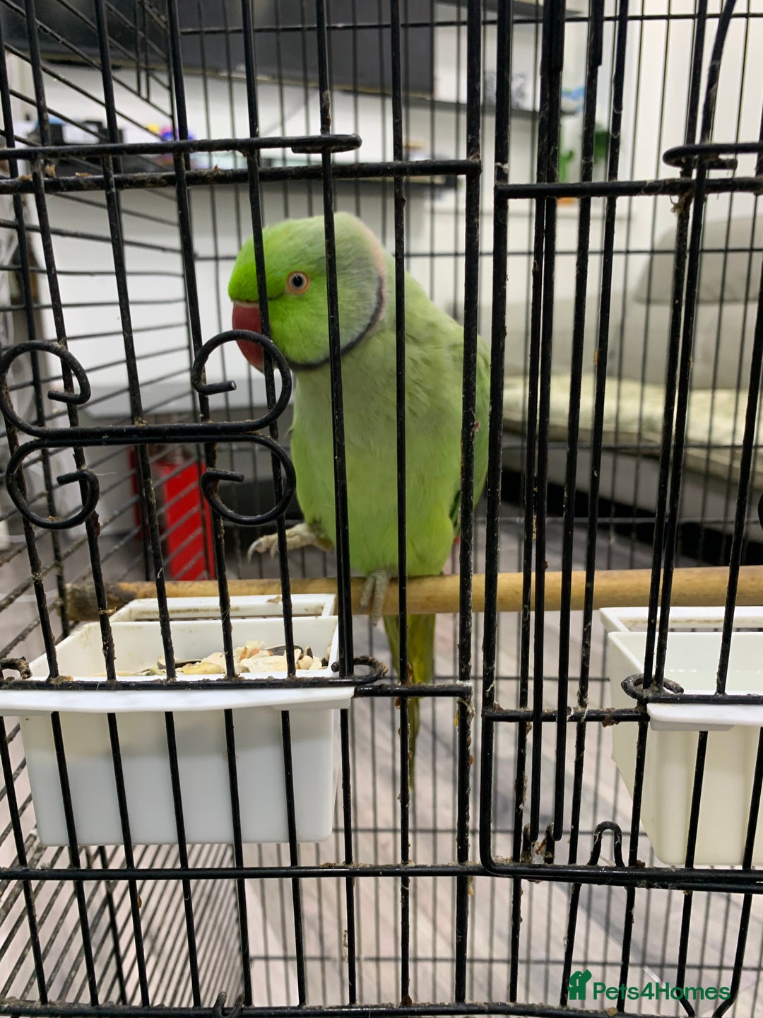 Ringnecks birds for sale: Ringneck Parakeet  - Image 5