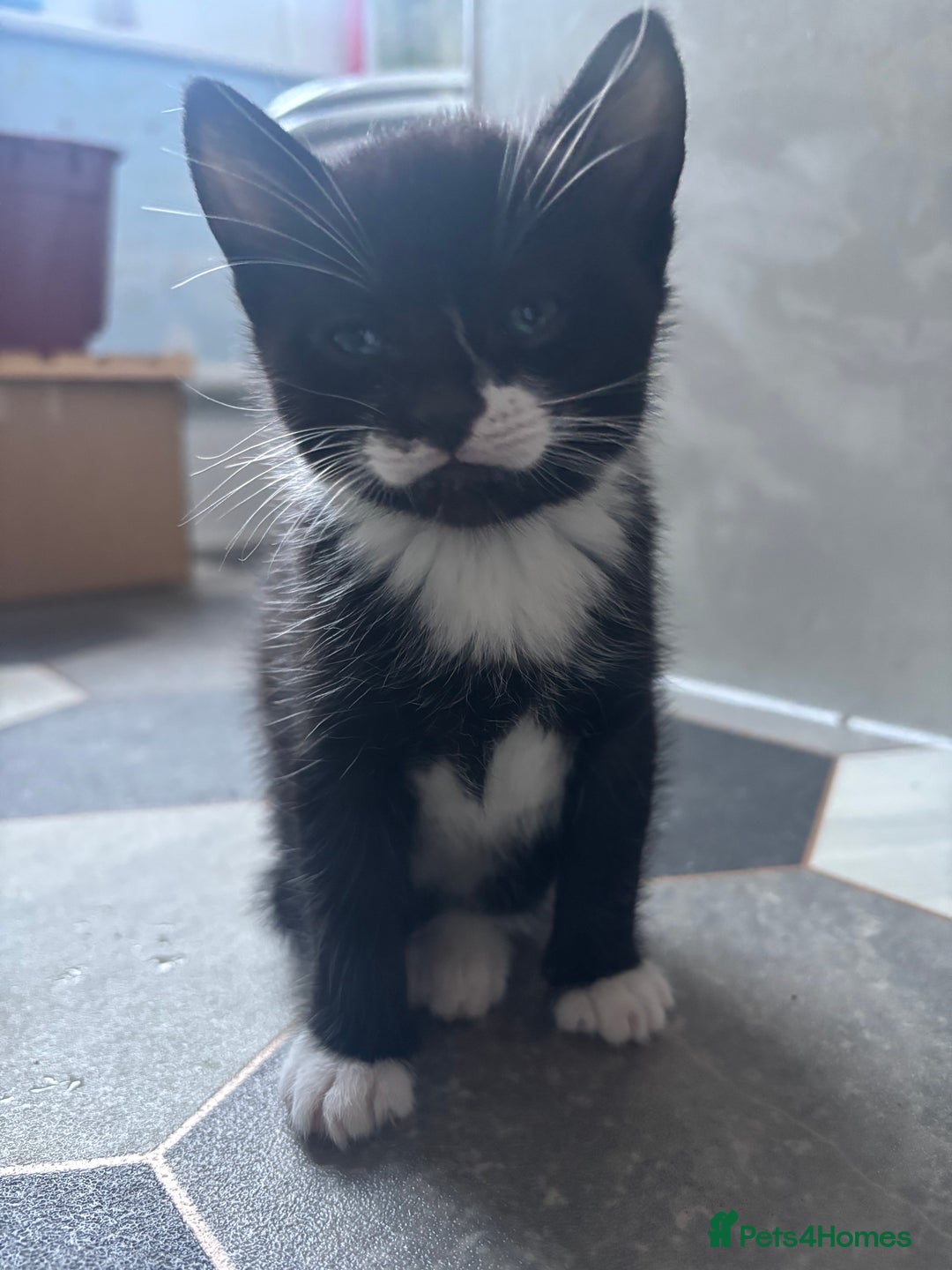 Mixed Breed cats for sale: Adorable Kittens for Sale  - Advert 7