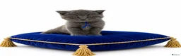 British Shorthair cats for sale: GCCF British short hair boy  - Advert 5