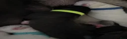 Mixed Breed dogs for sale: Cane corso/American bully/American staff puppies  in Wadhurst - Advert 16
