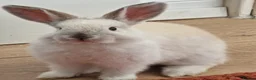 Mini Lop rabbits for sale: Adorable boy Rabbit Looking for a New Home 🏡 - Advert 5