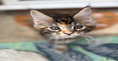 Maine Coon cats - Advert 15
