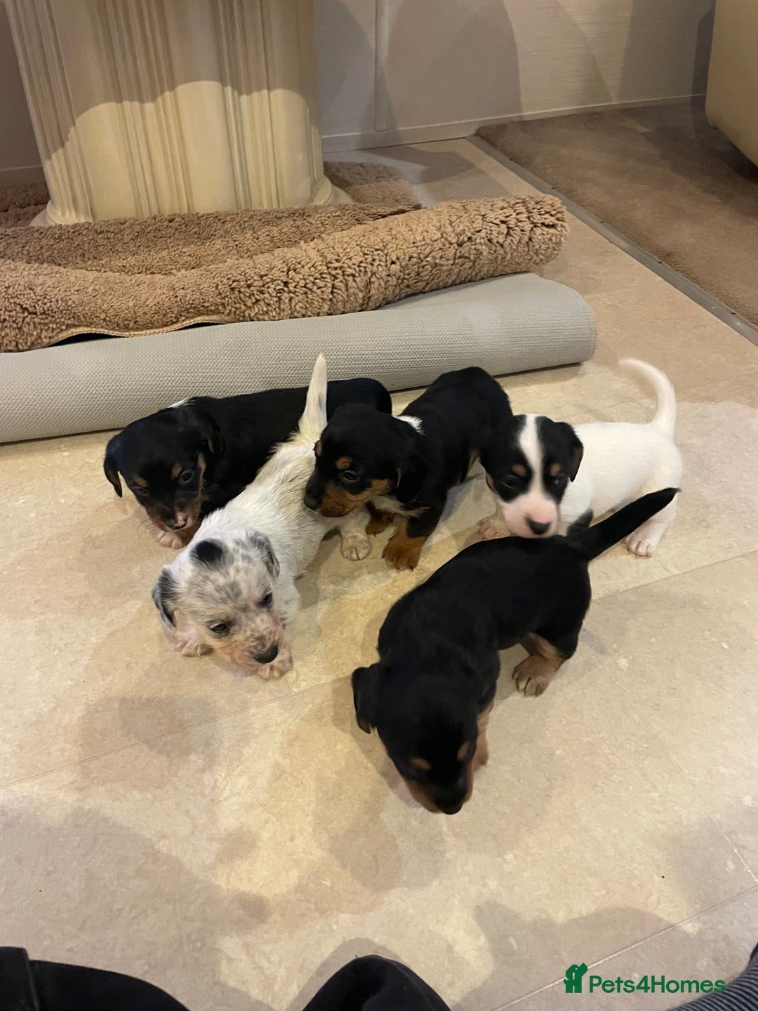 Mixed Breed dogs for sale: Sealyham terrier cross jack russel terrier  - Advert 1