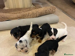 Mixed Breed dogs Sealyham terrier cross jack russel terrier - Advert 1