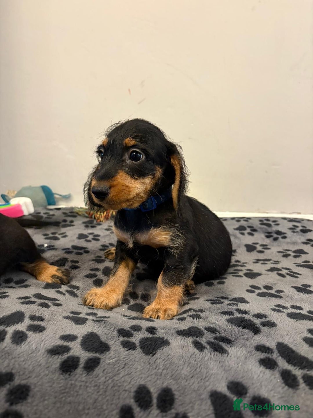 Mixed Breed dogs for sale: dixie pop puppies for sale - Image 24