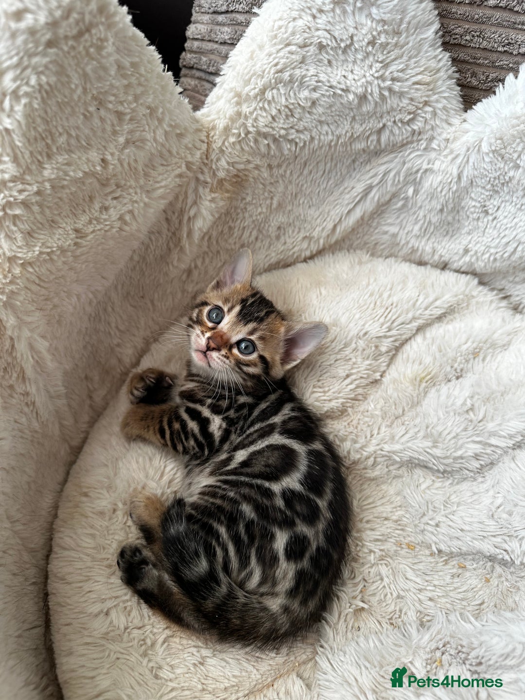 Bengal cats for sale: TICA registered bengal kittens available! - Advert 31
