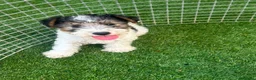 Fox Terrier dogs for sale: Fox Terrier Puppies For Sale  in Ashford - Advert 12