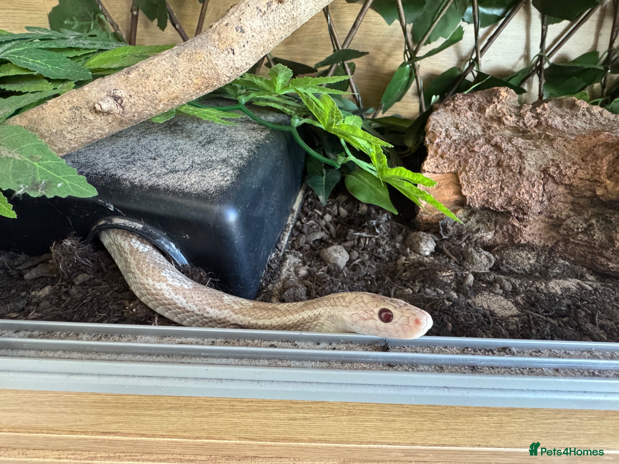 Corn Snake reptiles Lavender corn and set up  - Advert 16