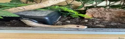 Corn Snake reptiles for sale: Lavender corn and set up  - Advert 1