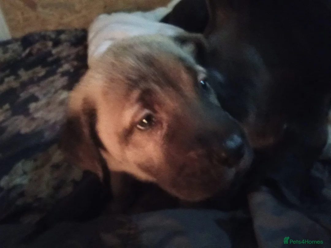 Mixed Breed dogs for sale: Caucasian shepherd cross puppies in Widnes - Advert 8