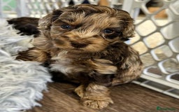 Labradoodle dogs for sale: Labradoodle Puppies Ready for Their New Homes - Image 4