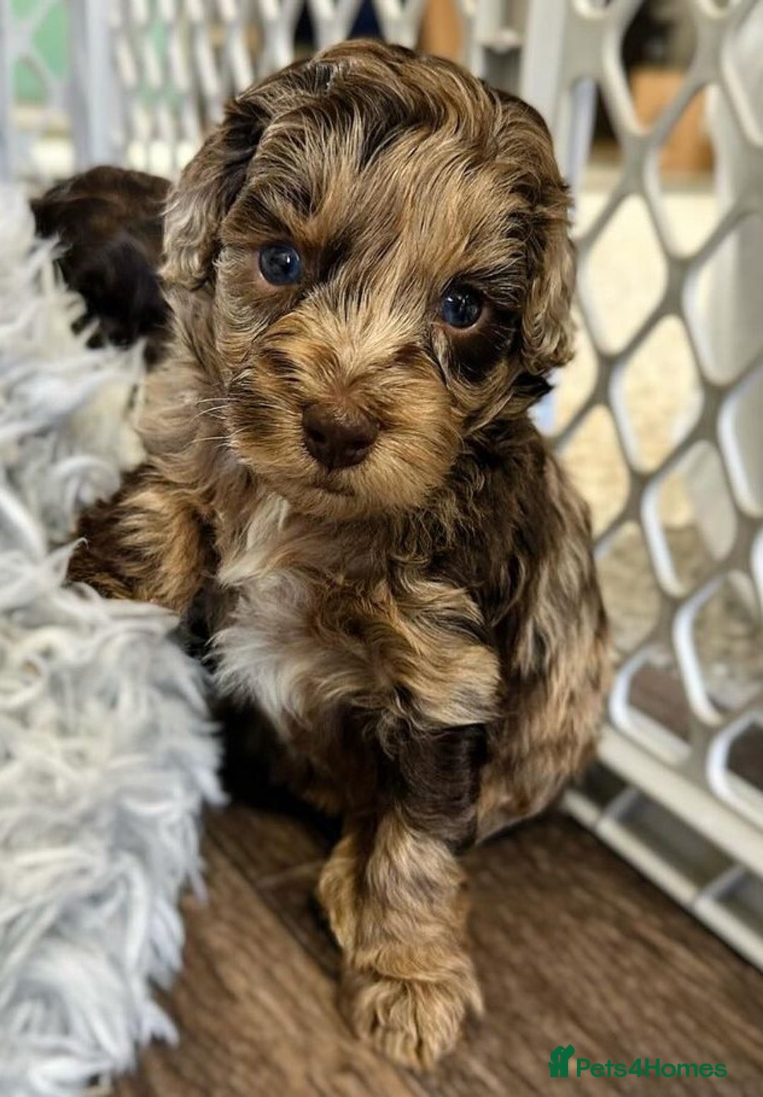 Labradoodle dogs for sale: Labradoodle Puppies Ready for Their New Homes - Image 4