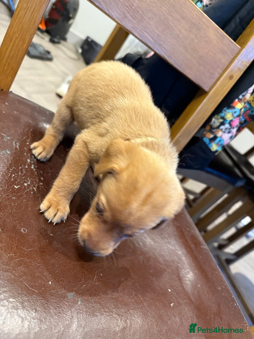 Labrador Retriever dogs for sale: 3 beautiful girls left  - Advert 4