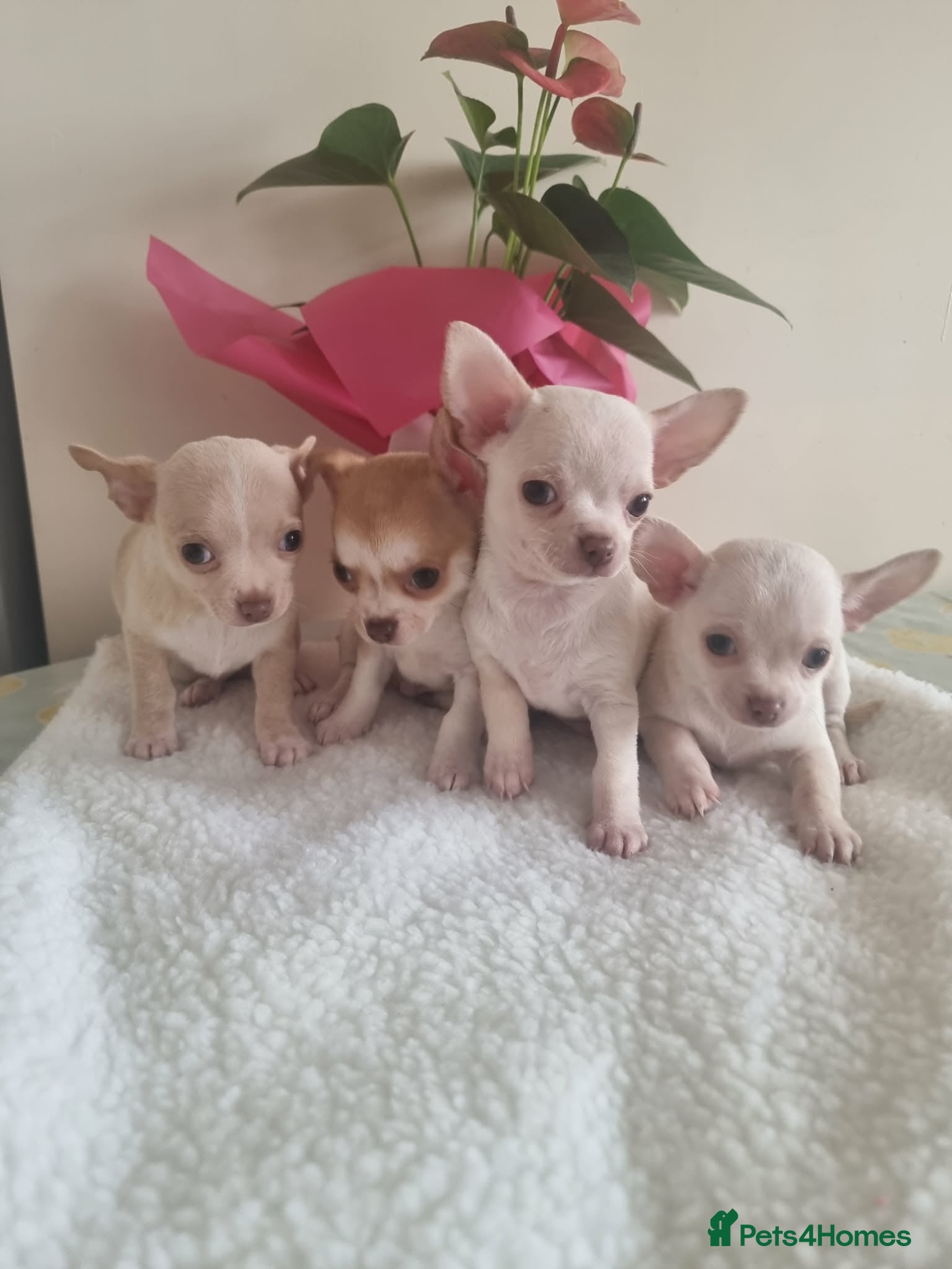 Chihuahua dogs Chihuahua - Advert 1