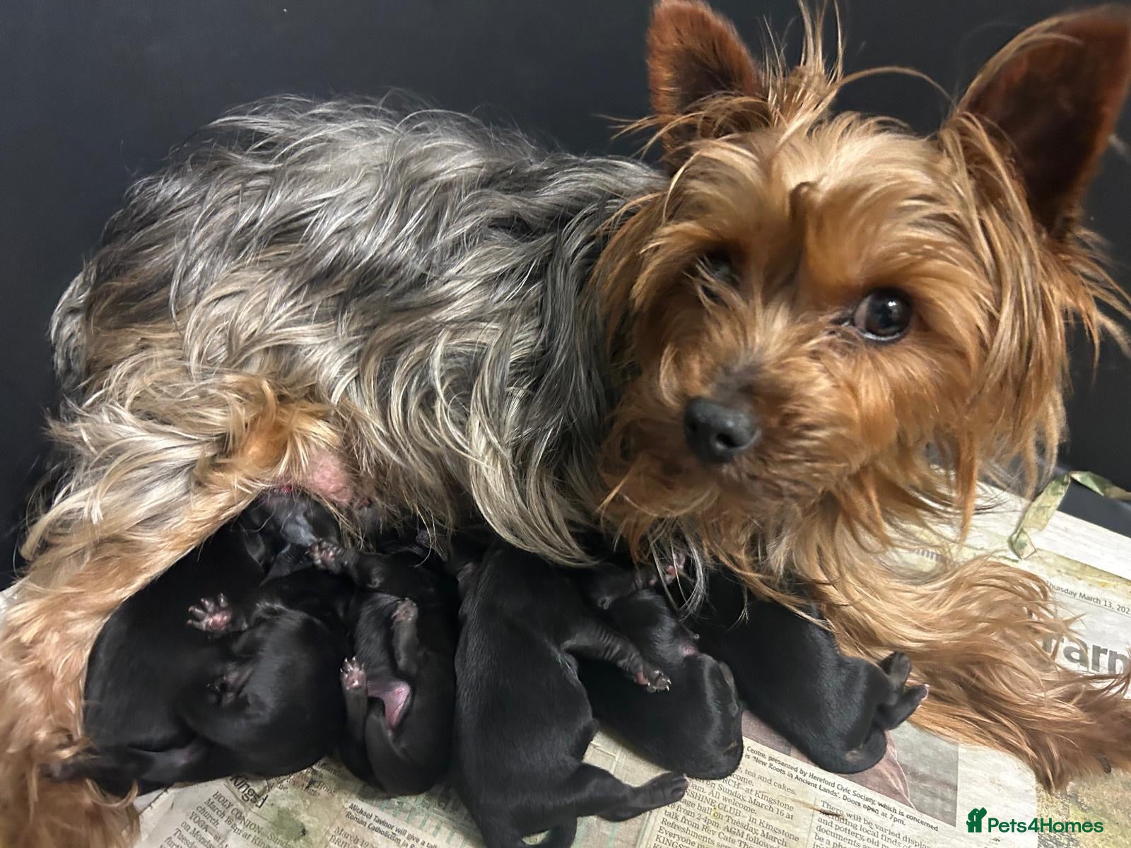 Yorkshire Terrier dogs Gorgeous Yorkshire terrier puppies  - Advert 1