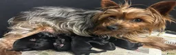Yorkshire Terrier dogs for sale: Gorgeous Yorkshire terrier puppies  - Advert 1