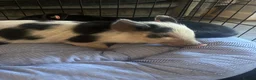 Pig livestock for sale: Pepper and George  in Colchester - Advert 5
