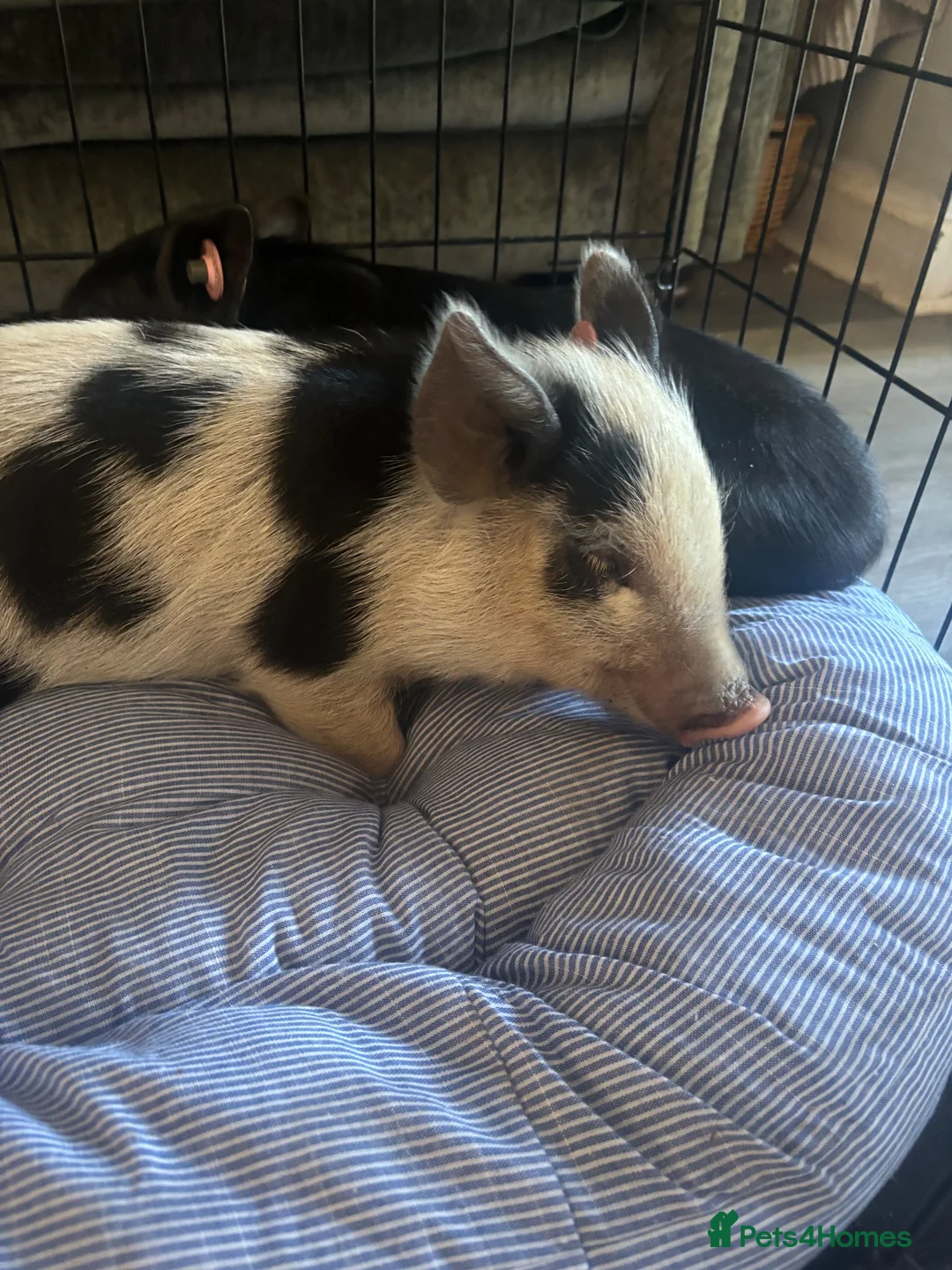 Pig livestock for sale: Pepper and George  in Colchester - Advert 5