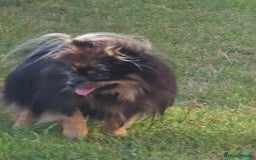 Pomeranian dogs for sale: beautiful pomeranian bitch - Image 4
