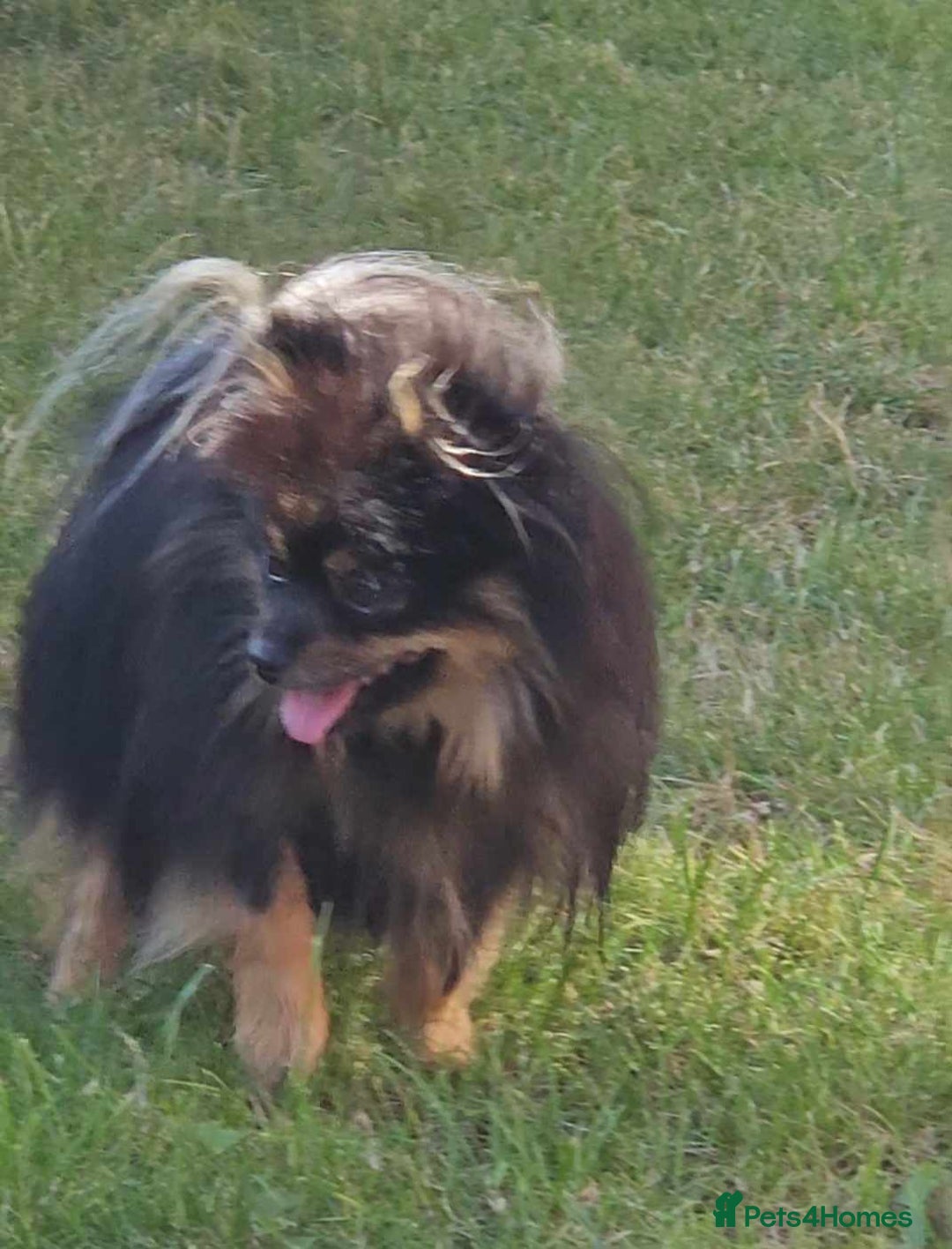 Pomeranian dogs for sale: beautiful pomeranian bitch - Image 4