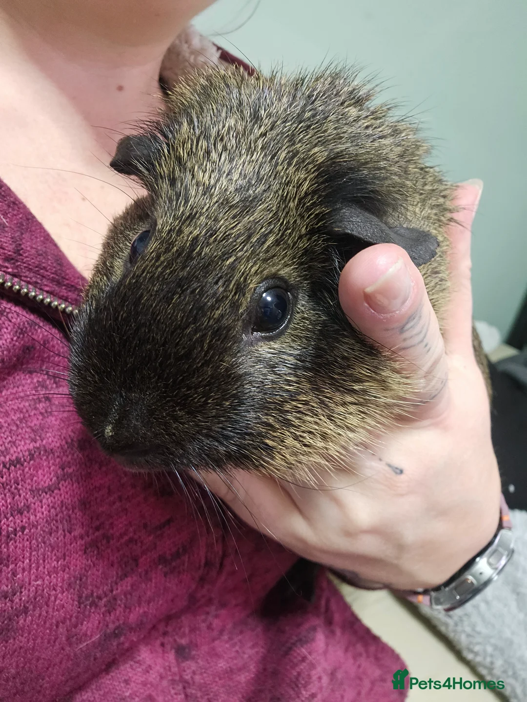Guinea Pig rodents for sale: 2 Male Guinea Pigs in Rotherham - Advert 11