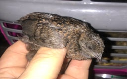 Quail poultry for sale: SEXED CHINESE PAINTED BUTTON QUAILS AVAILABLE ! - Image 4