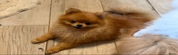 Pomeranian dogs for stud: incredible deep orange stud boy - Advert 1