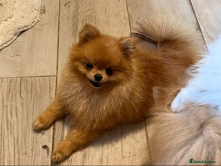 Pomeranian dogs - Advert 1