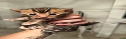 Bengal cats for sale: Outstanding Little Leopards 🐆  - Advert 3