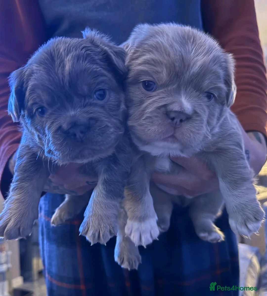 French Bulldog dogs for stud: Rfg tested aa lilac quad fluffy carrying testable in Sheffield - Advert 28