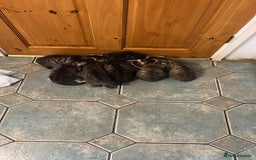 British Shorthair cats for sale: 8 weeks and 9 weeks - Image 2