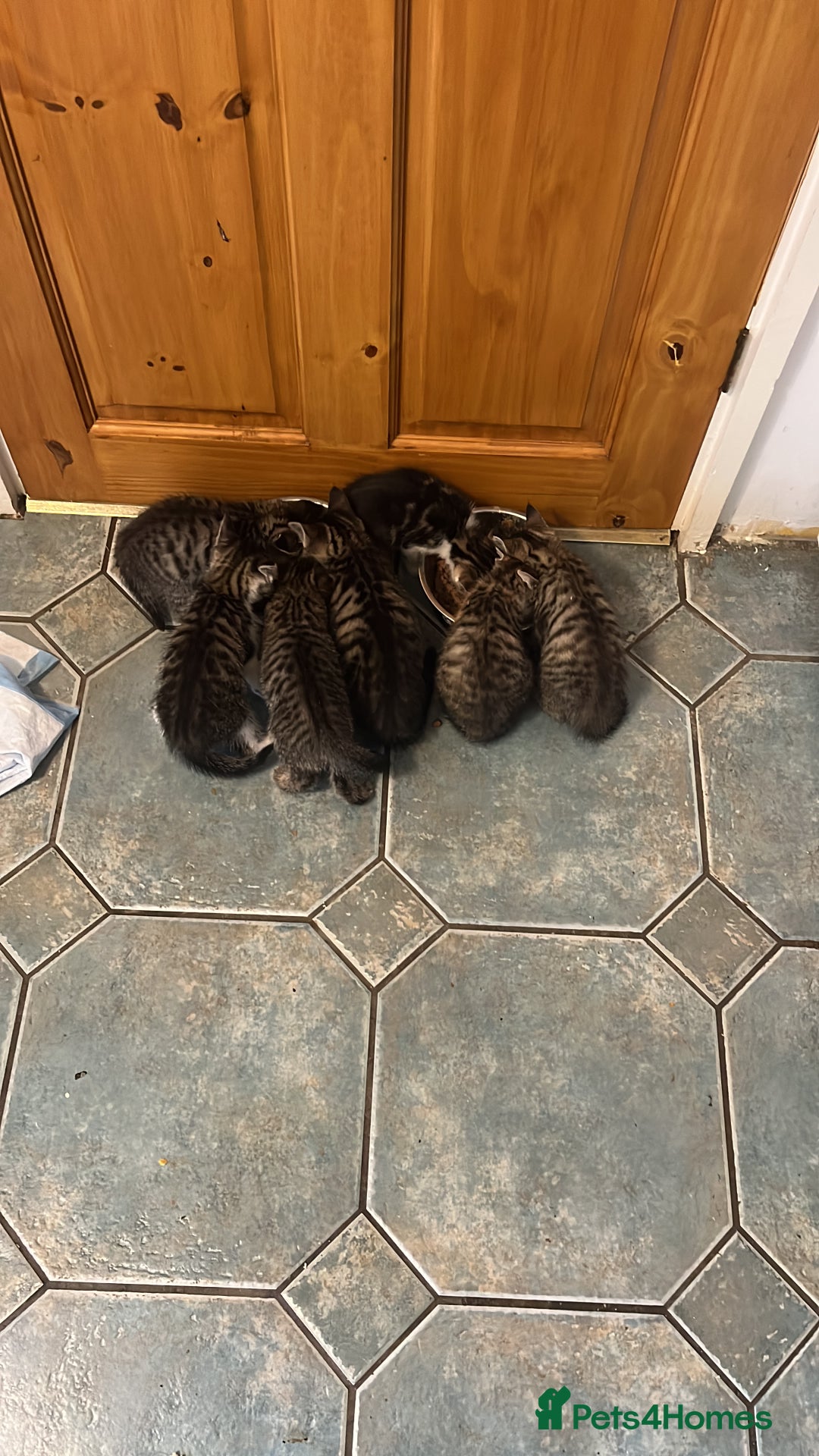 British Shorthair cats for sale: 8 weeks and 9 weeks - Image 2