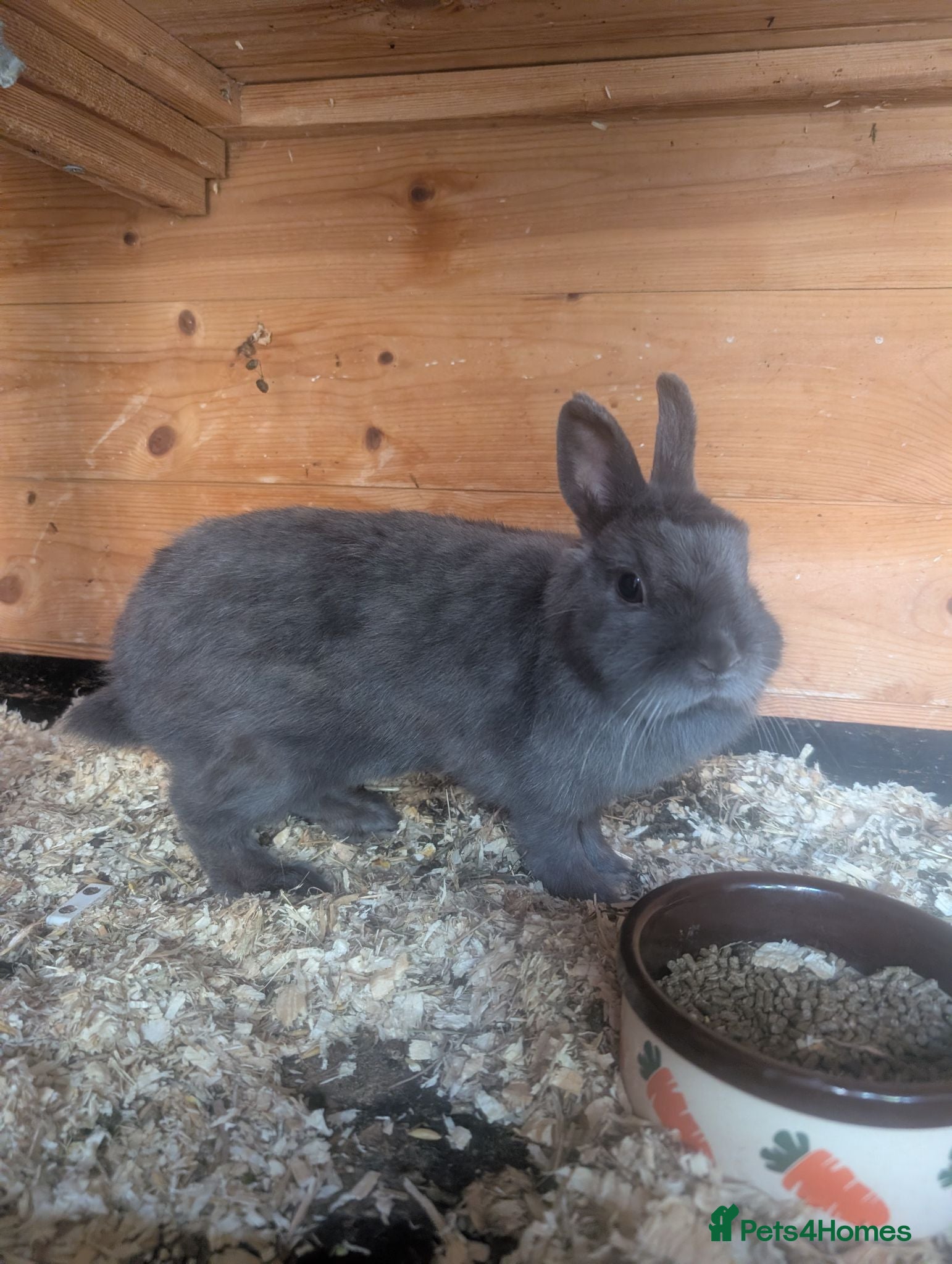 Netherland Dwarf rabbits Netherland dwarf brothers  - Advert 2