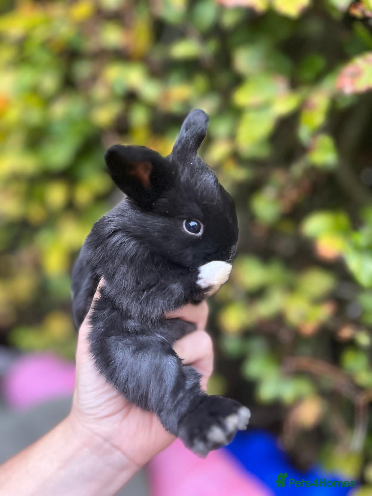 Mini Lop rabbits Mini Lop Baby Bunnies  - Advert 3