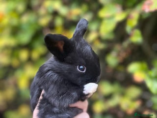 Mini Lop rabbits Mini Lop Baby Bunnies - Advert 15