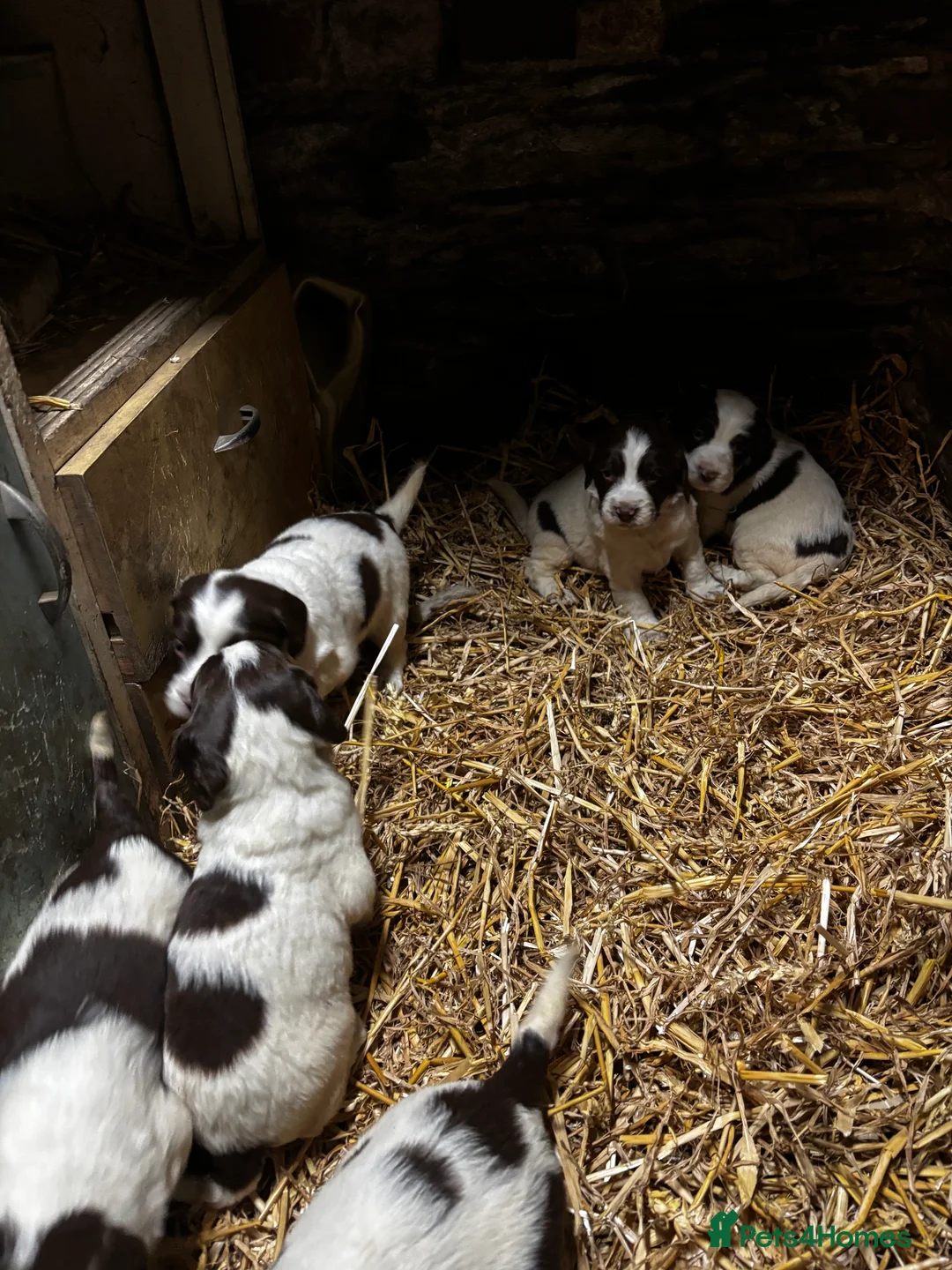 English Springer Spaniel dogs for sale: English Springer Spaniel puppies - Advert 4