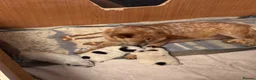 Australian Cattle Dog dogs for sale: Australian Cattle Dog Puppies For Sale - Advert 10