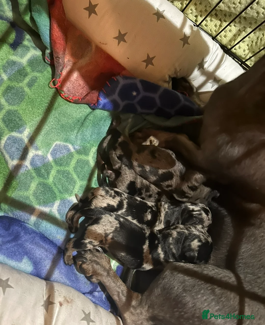 Miniature Dachshund dogs for sale: Stunning silver dapple miniature dachshund pups - Advert 5