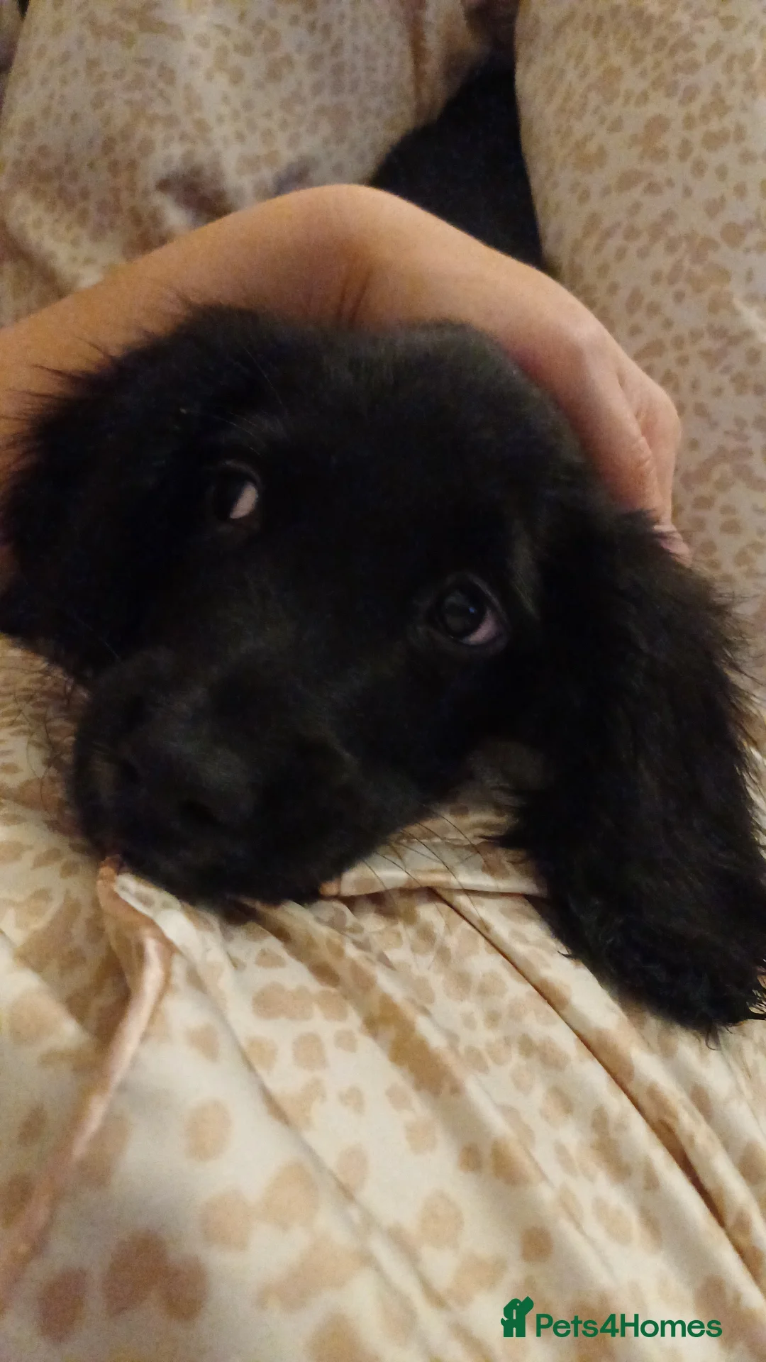 Sprocker dogs for sale: Sprocker pup  in Consett - Advert 6