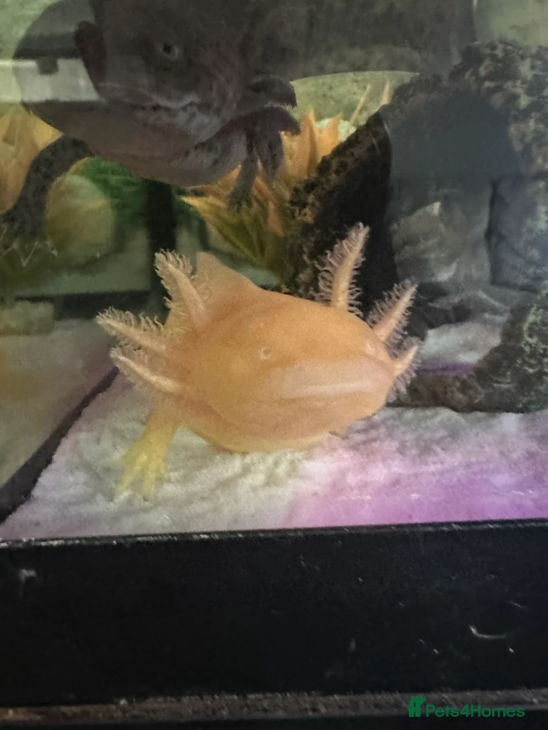 Axolotl reptiles for sale: 2 Axolotls  in Chesterfield - Advert 8