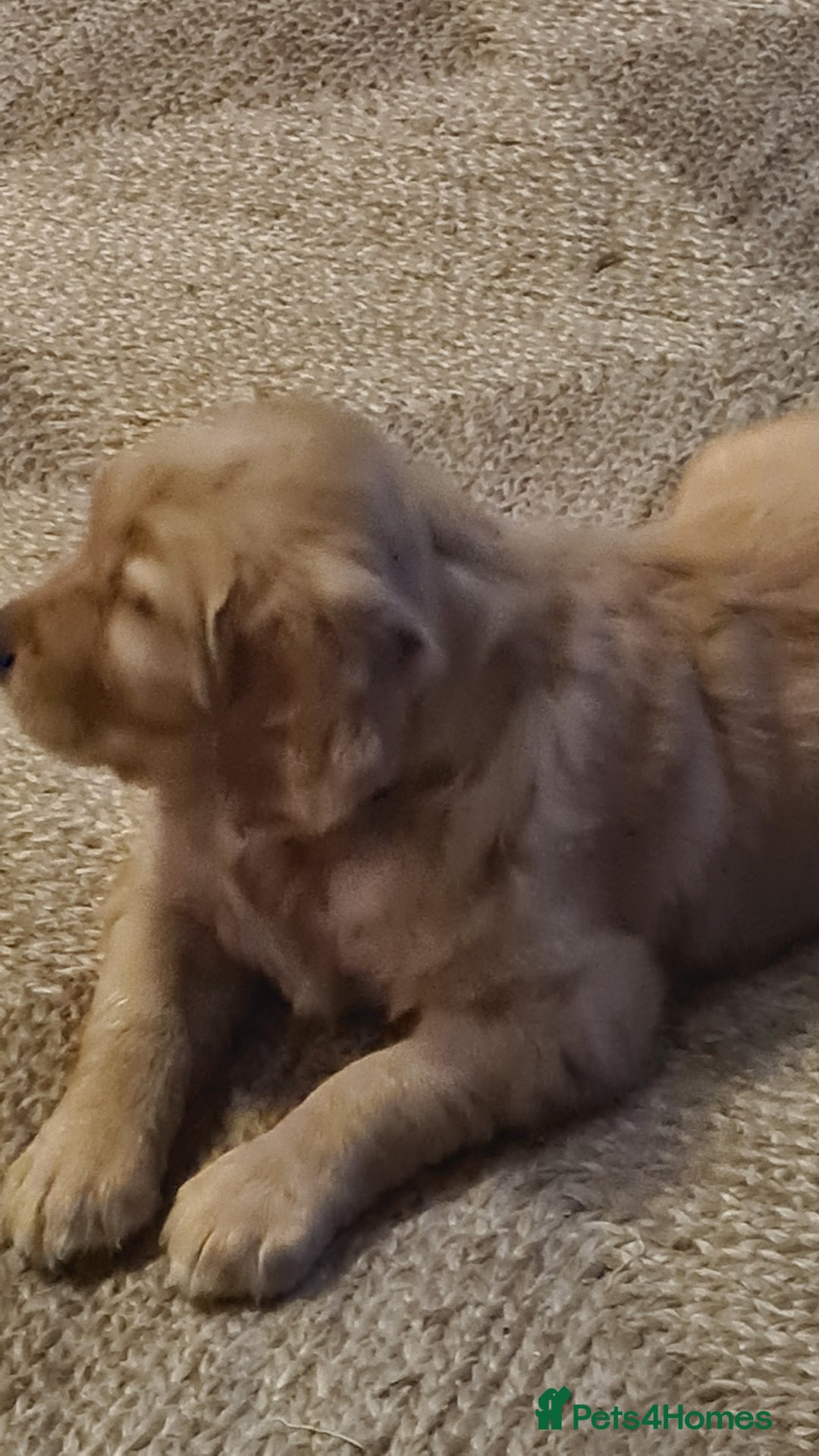 Golden Retriever dogs for sale: Beautiful Chunky Golden Retriever Pups - Advert 11