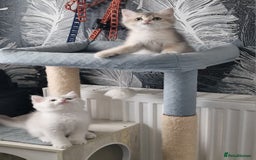 British Shorthair cats for sale: British shorthair kittens  - Image 8
