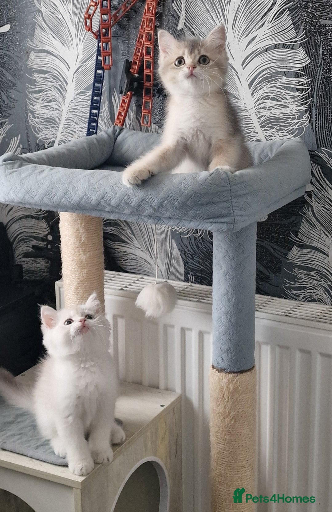 British Shorthair cats for sale: British shorthair kittens  - Image 8