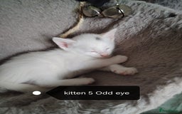 Mixed Breed cats for sale: White / Odd eye / black  Russian mix kittens /  - Image 9