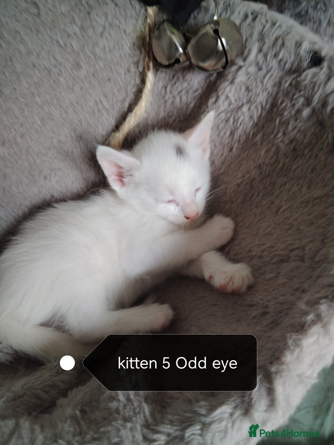 Mixed Breed cats for sale: White / Odd eye / black  Russian mix kittens /  - Image 9