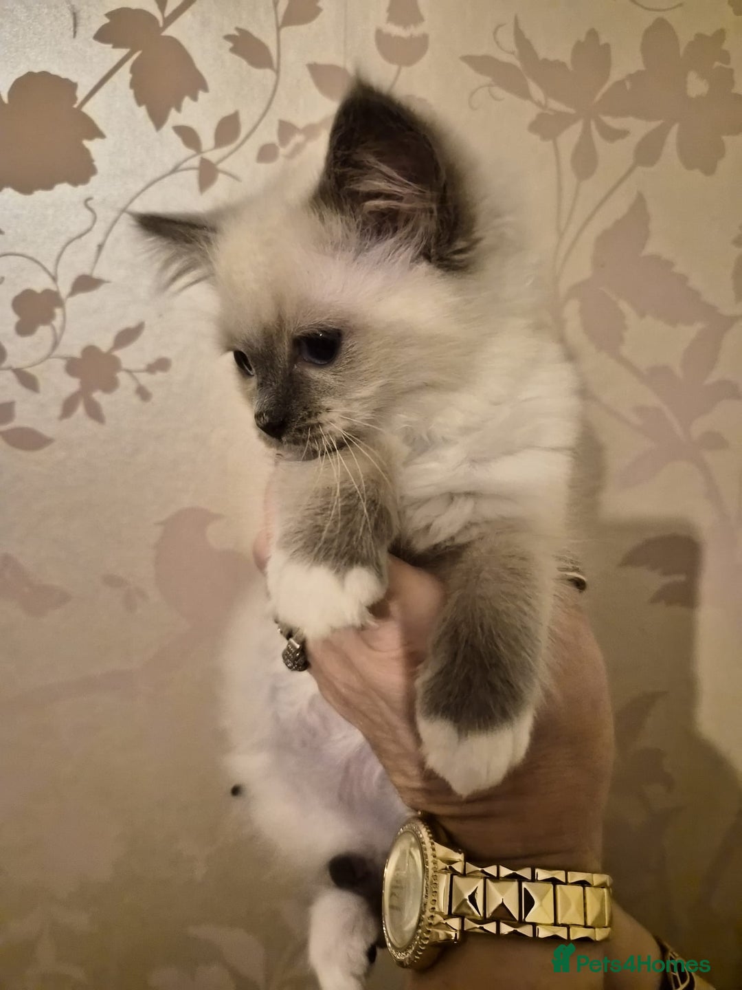 Ragdoll cats for sale: Beautiful purebreed Ragdoll kittens - Advert 19