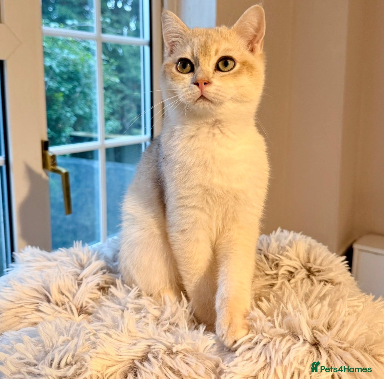 British Shorthair cats ⭐️Golden and Blue Golden Chinchilla kittens⭐️ - Advert 2