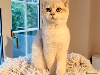 British Shorthair cats ⭐️Golden and Blue Golden Chinchilla kittens⭐️ - Advert 2