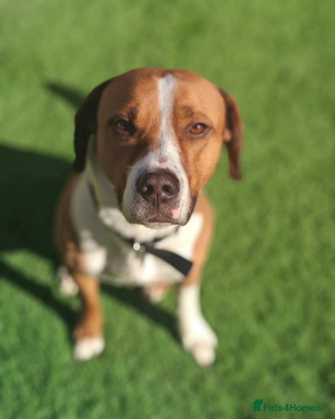 Mixed Breed dogs for sale: Loveable family dog for rehoming  in Bedworth - Advert 2